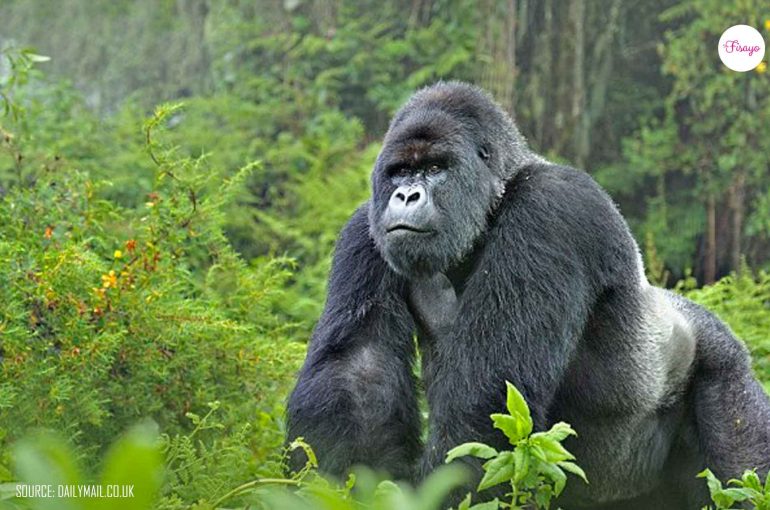 mountain-gorillas-in-Rwanda, Mountain gorillas, tourism in Rwanda, tourism in East Africa, tourism in Nigeria, Tourism in West Africa, Tourism in Africa